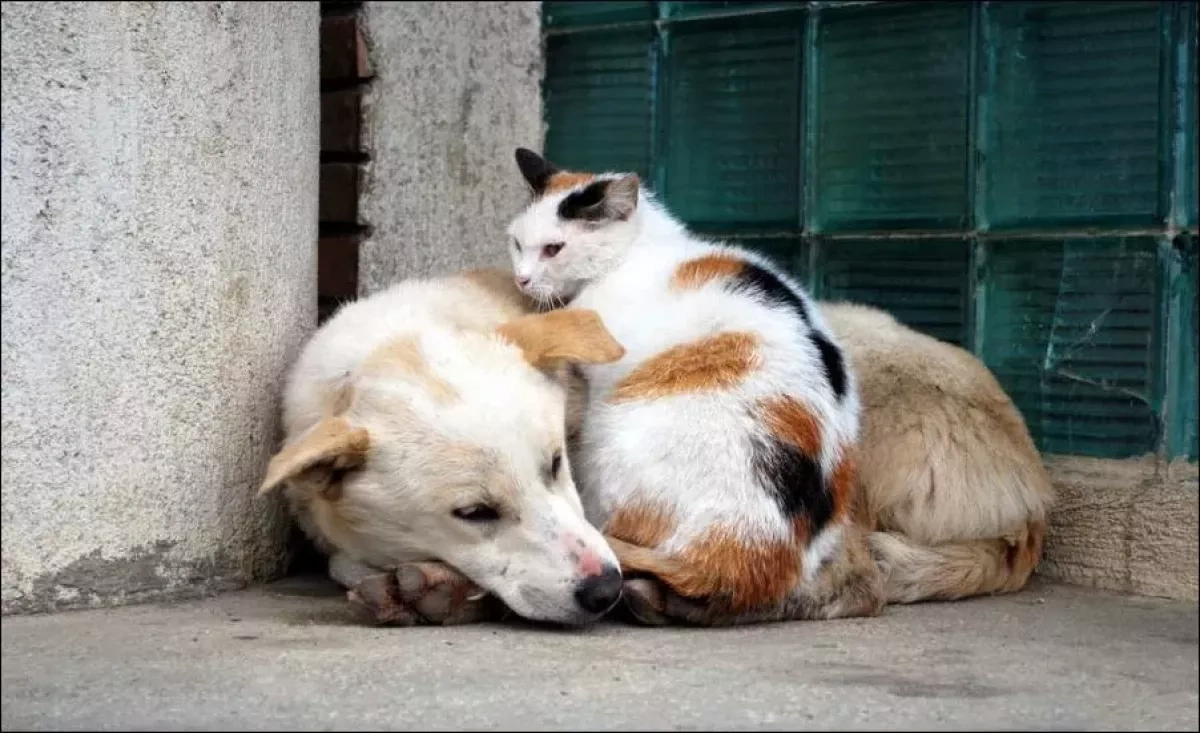 Uzbekistan drafts law to tackle animal cruelty amid public pressure