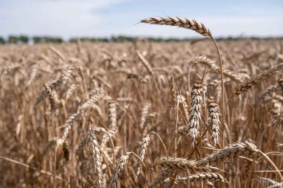 Markets eye 2026 wheat amid forecasted global production drop