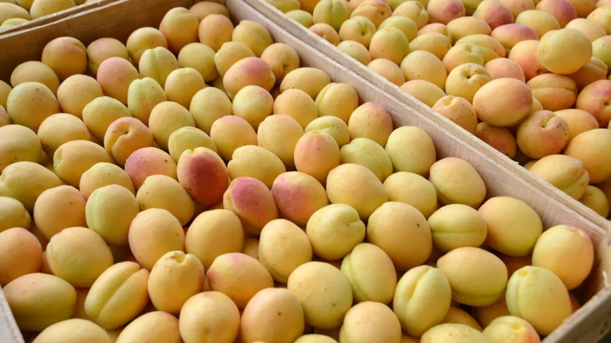 Spain left without Armenian apricots as export shipment spoils