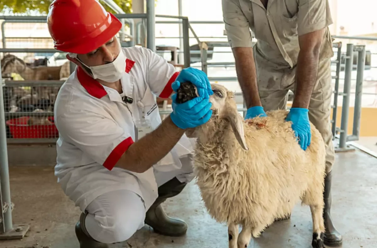 UAE issues 12 health guidelines for safe Eid Al Adha slaughtering to prevent infections