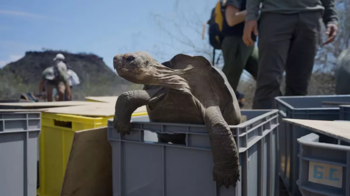 “Alien” tortoises offer second chance to species thought extinct