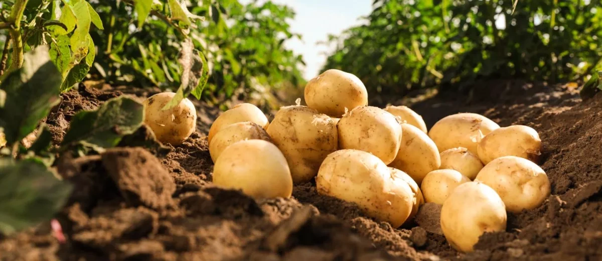 Europe faces potato shortage after summer heatwaves hit crops