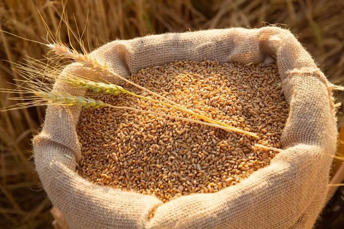 Kazakhstan, China launch digital platform for grain trade