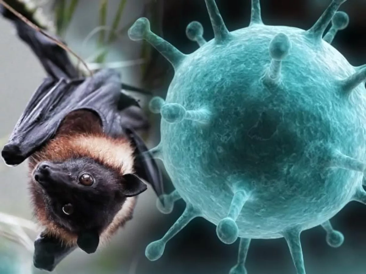 Nipah virus forces Kyrgyzstan to ban import of animals from India