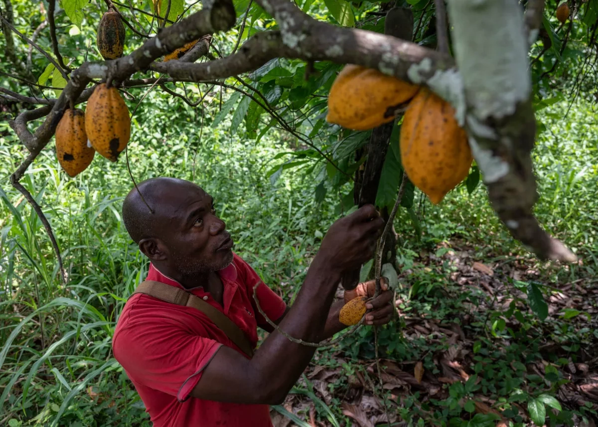 Unsold cocoa mounts as global price collapse squeezes African farmers