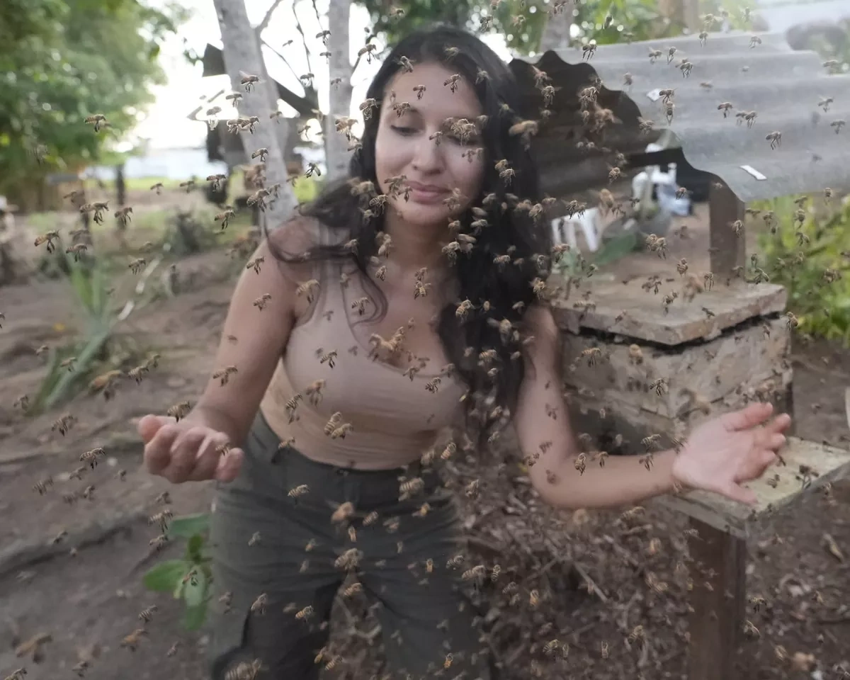 Amazon stingless bees become world’s first insects granted  legal rights