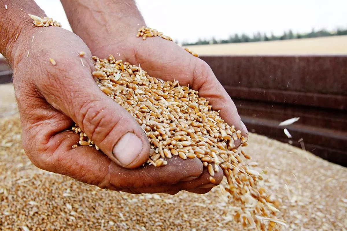 Iran rises to top of Russian grain buyer rankings