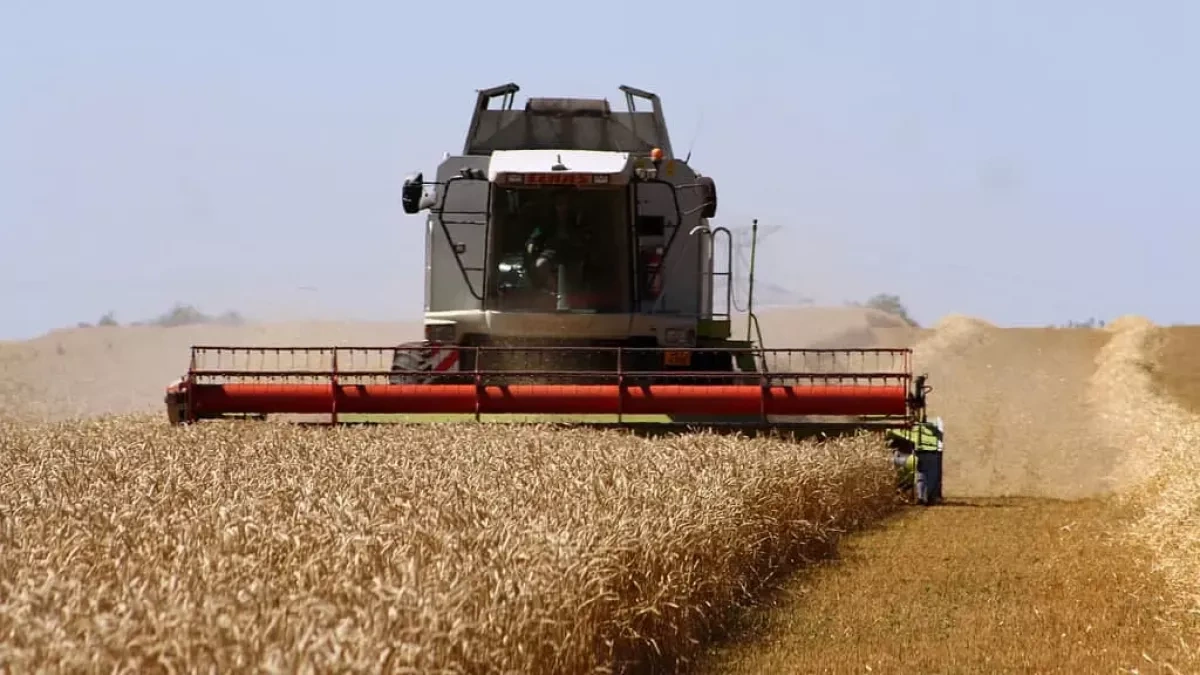 Heat, drought threaten Czechia’s weakest grain harvest in 14 years