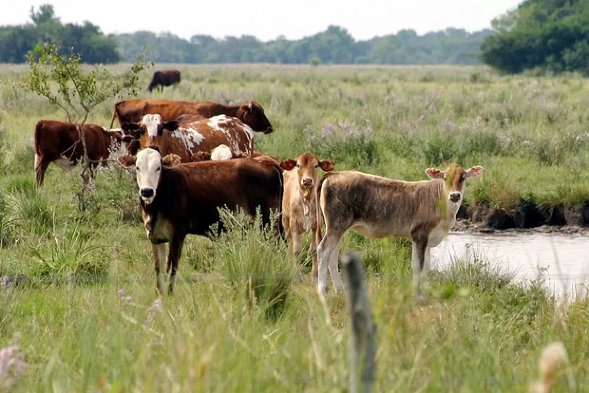 Media: Global beef prices set to rise as Brazil faces shrinking cattle supply