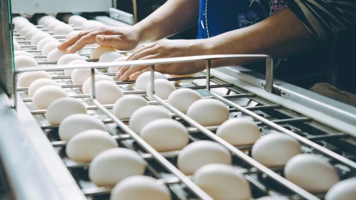 Russia partially lifts restrictions on US hatching egg imports