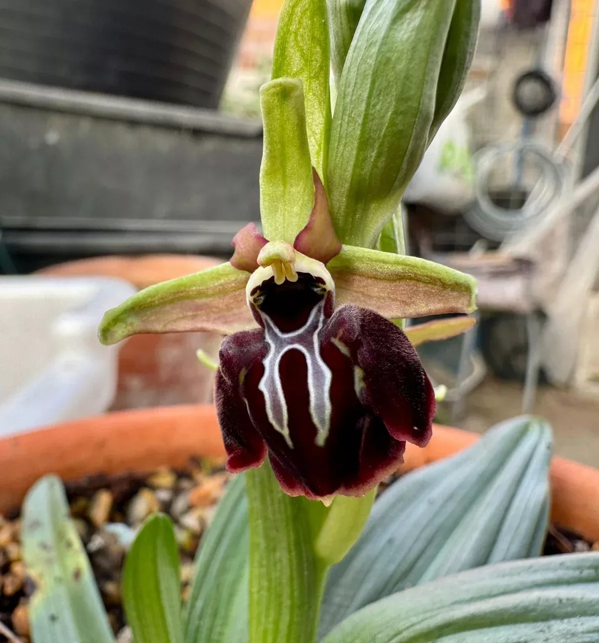 Azerbaijani Khari-Bulbul flower blooms at Madrid’s Royal Botanical Garden PHOTO
