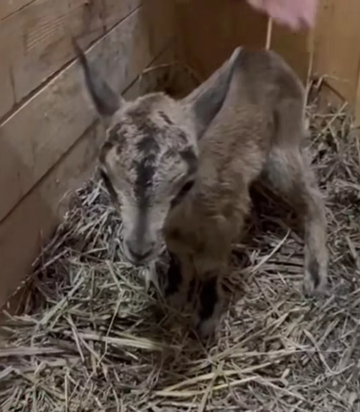 Orphaned fawn rescued by border guards in Azerbaijan’s Gubadli district VIDEO