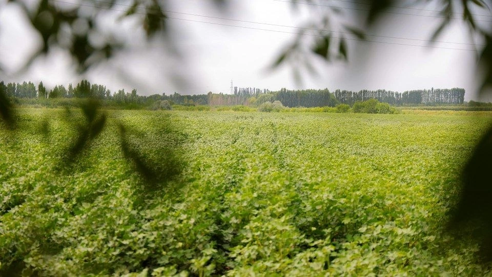 Uzbekistan showcases modern cotton farming technologies in Namangan Region