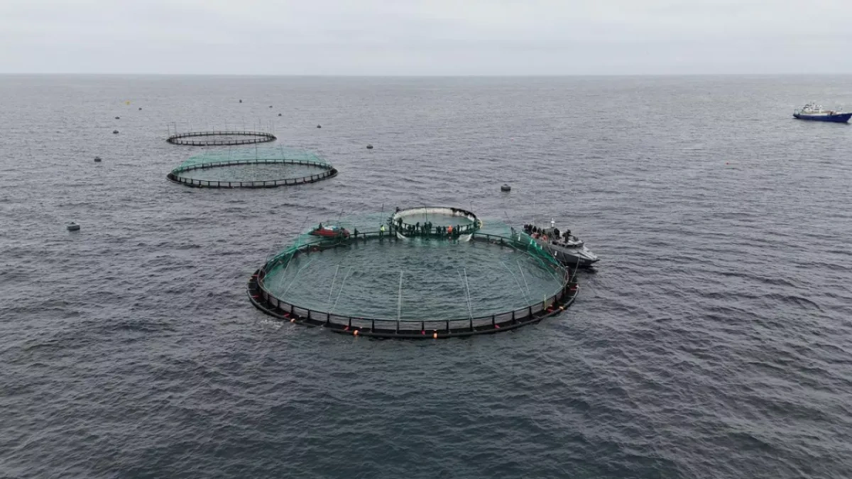 Kazakhstan launches first marine fish farm in Central Asia PHOTO