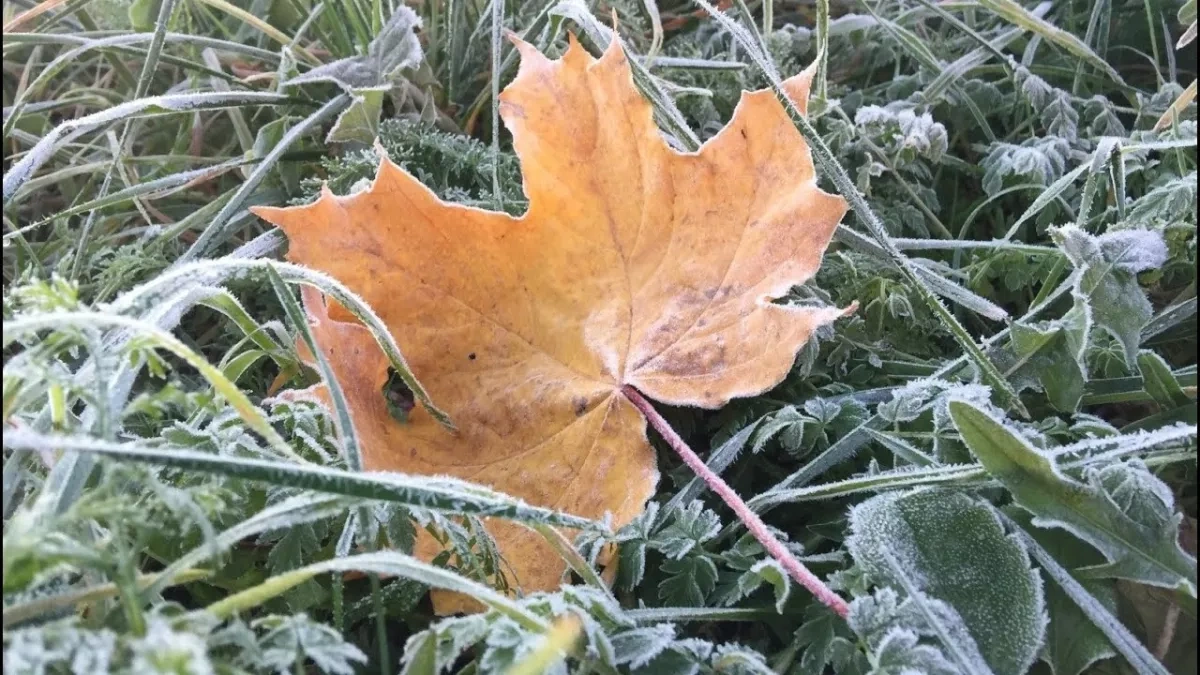 First frosts to hit Ukraine by late September, meteorologists warn
