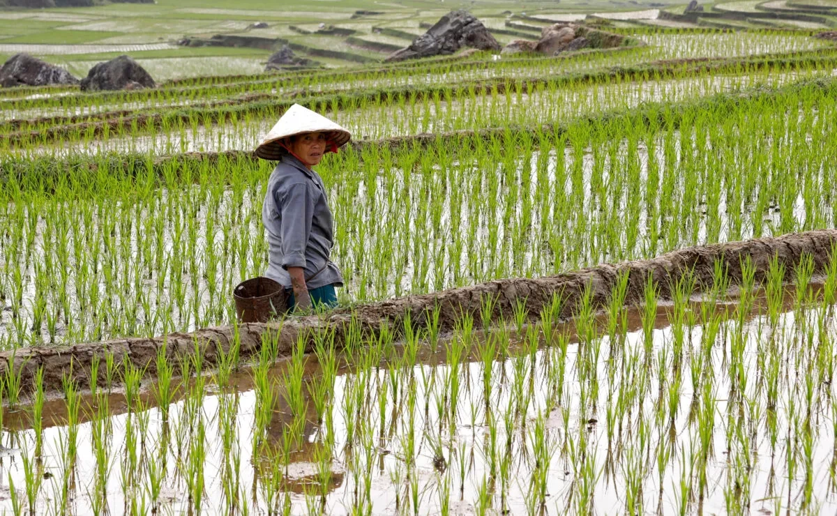 Flooded rice fields increasingly contribute to greenhouse gases