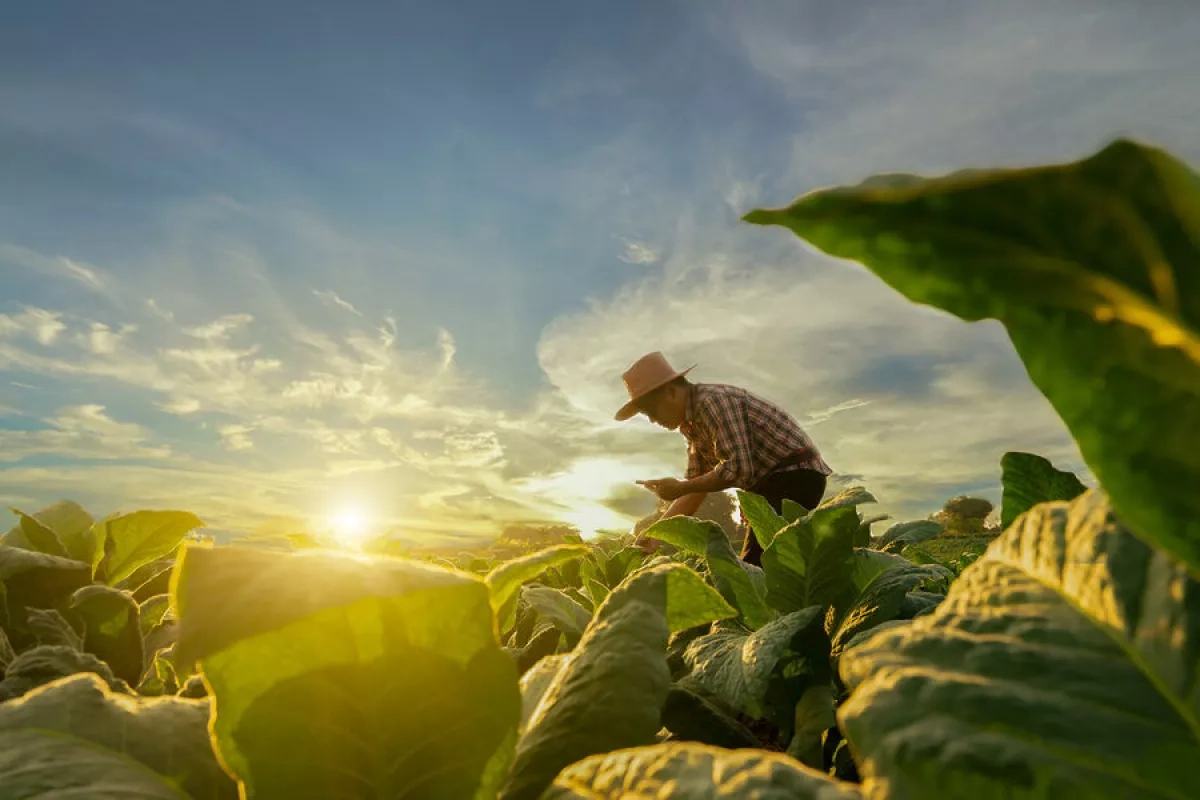 France's heatwave hits milk and vegetable output