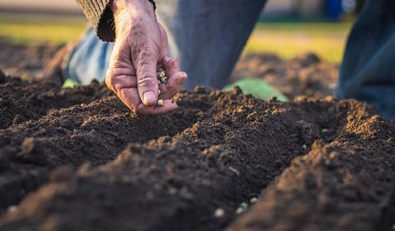 Turkmenistan starts major winter wheat sowing campaign