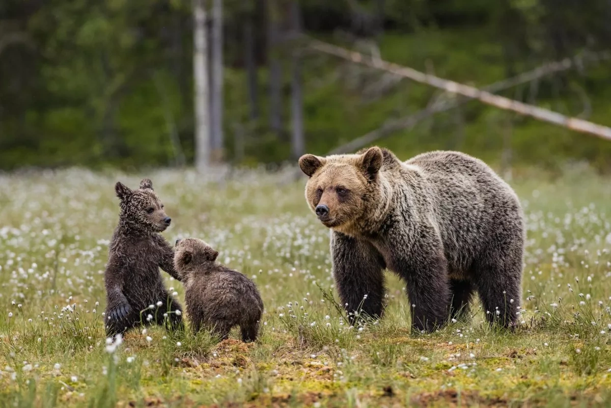 Russia’s bear culling campaign draws concern from zoologists