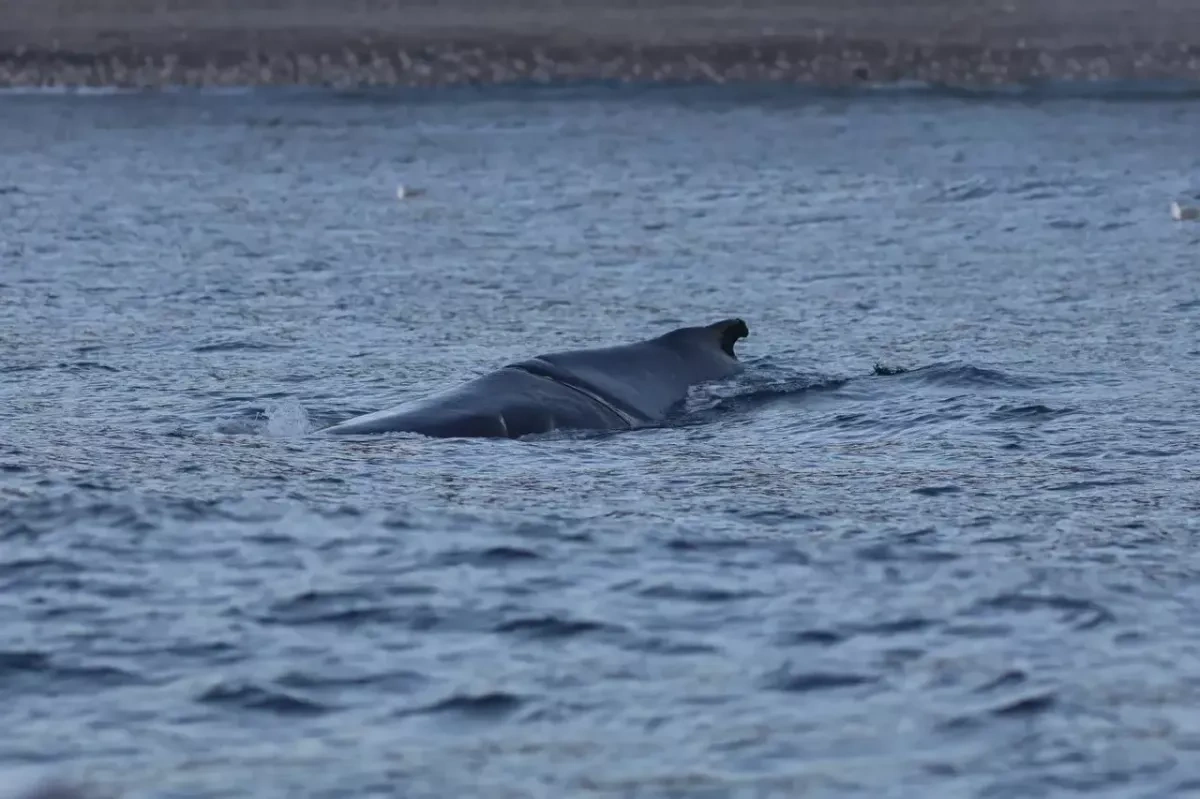 Endangered humpback whale rescued after entanglement in Barents Sea