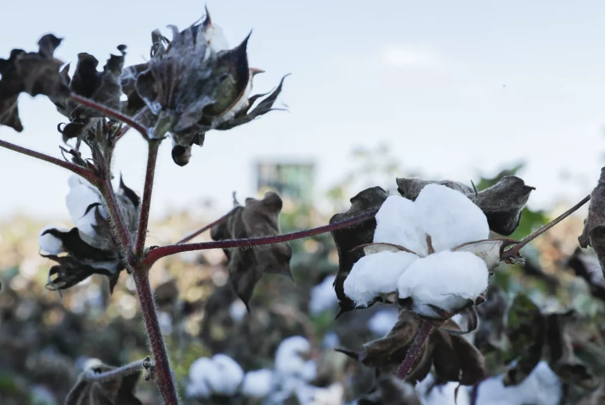 From fibre to fabric: Azerbaijan’s new cotton strategy Review by Khazar Akhundov
