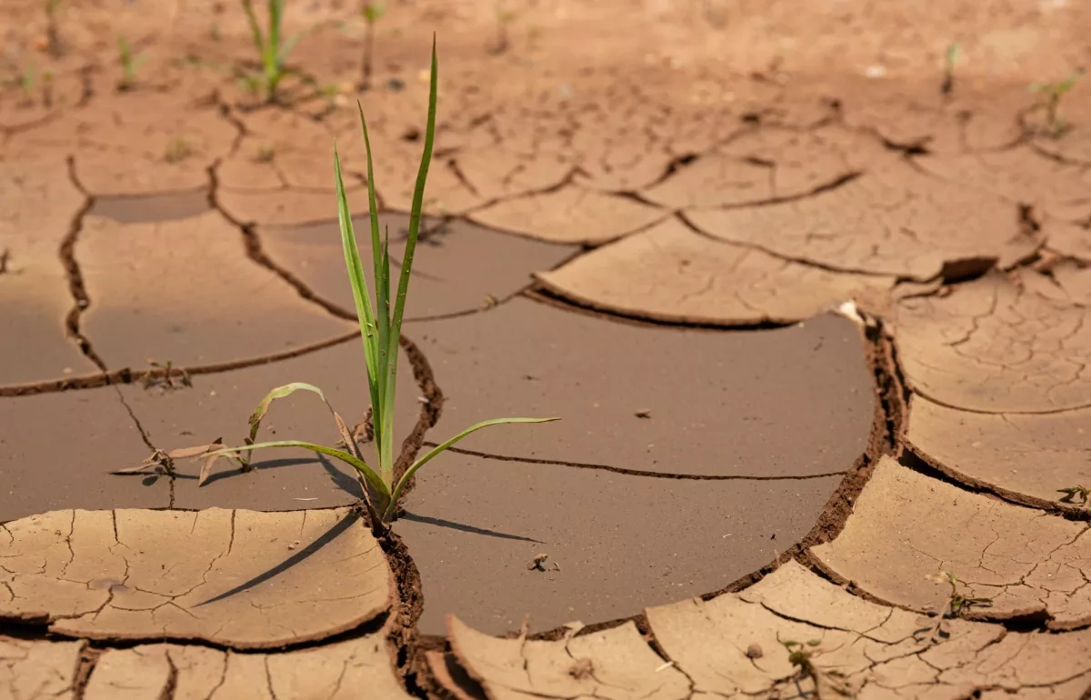 Severe drought adds pressure to North Korea’s food supply