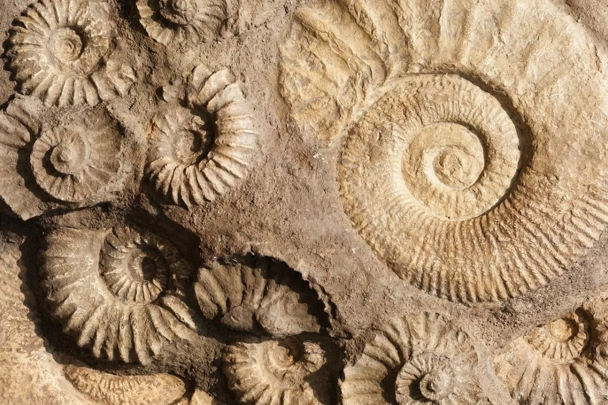 China discovery pushes origins of complex life back millions of years