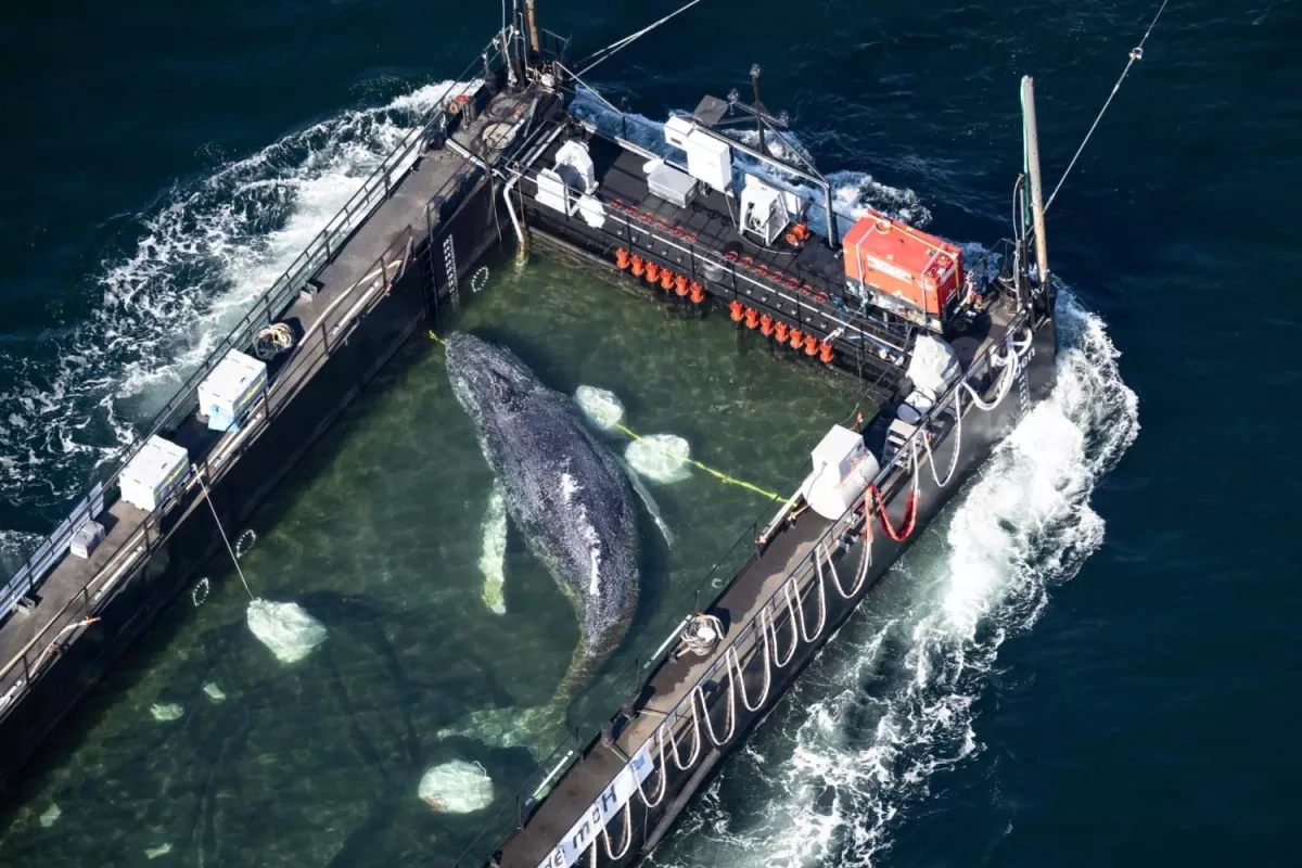 “Timmy” the whale set free after weeks stranded in German waters
