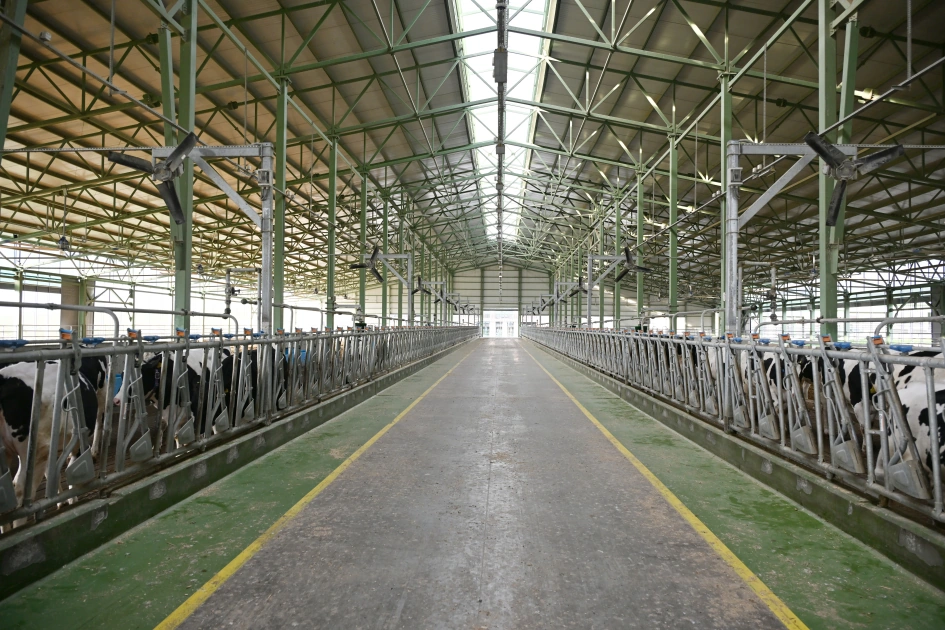 President Ilham Aliyev attends opening of Shirvan Agro livestock complex in Shamakhi (PHOTO)