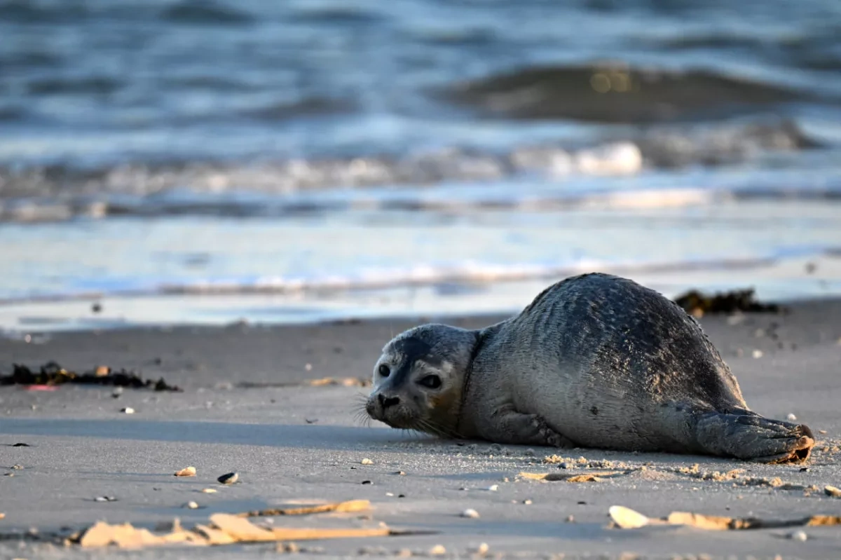 Dead seals continue to wash ashore in Kazakhstan