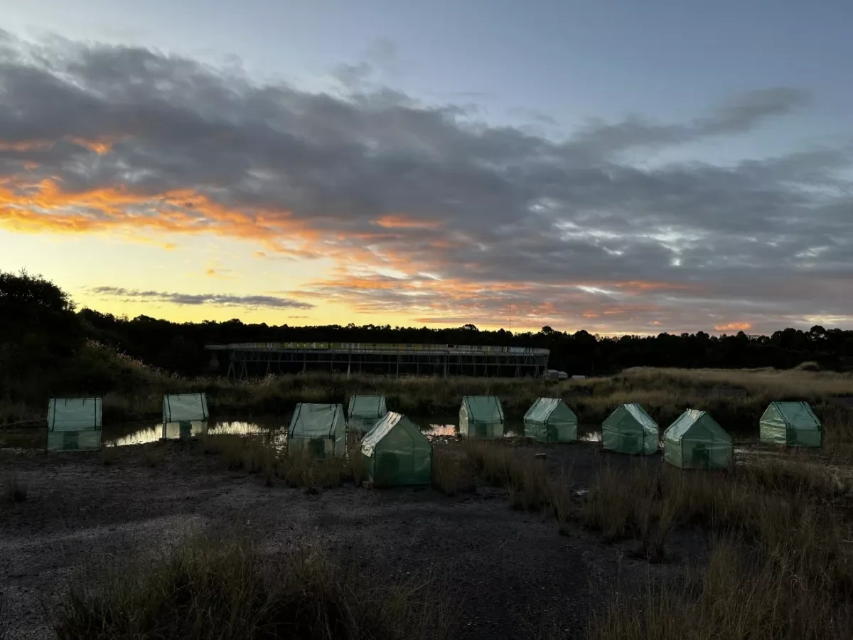 Frog saunas and spa baths: Scientists race to save amphibians from global fungus crisis
