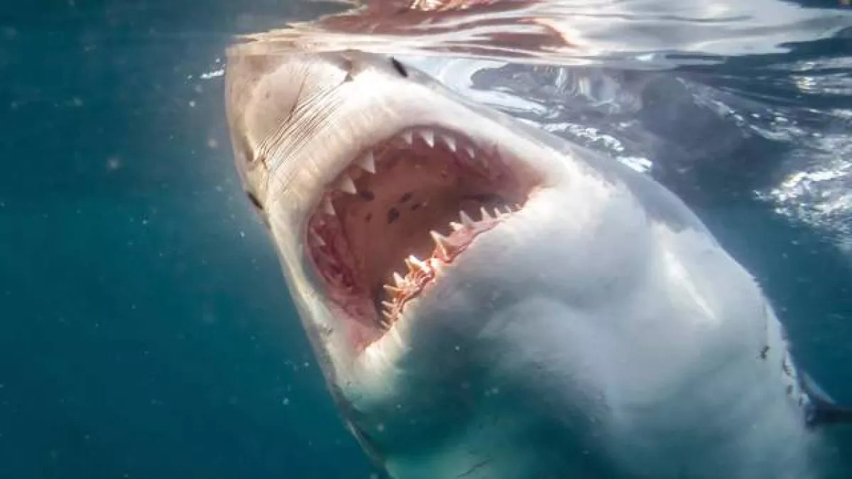 Shark attack kills 13-year-old boy on popular Brazilian beach