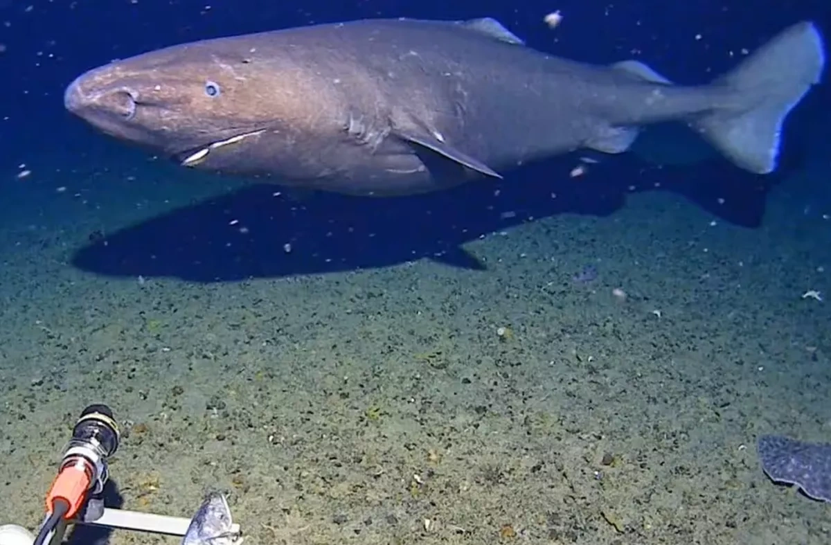 Researchers make first record of shark swimming in freezing Antarctic waters