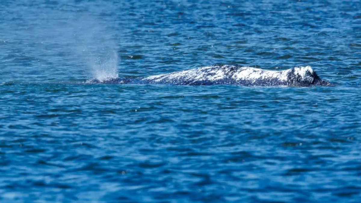 Dead whale found near Denmark’s Anholt island