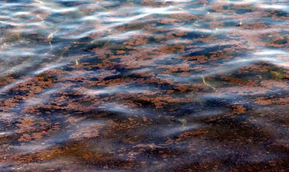Toxic beach hazard threatens to ruin Italian holidays for millions of tourists