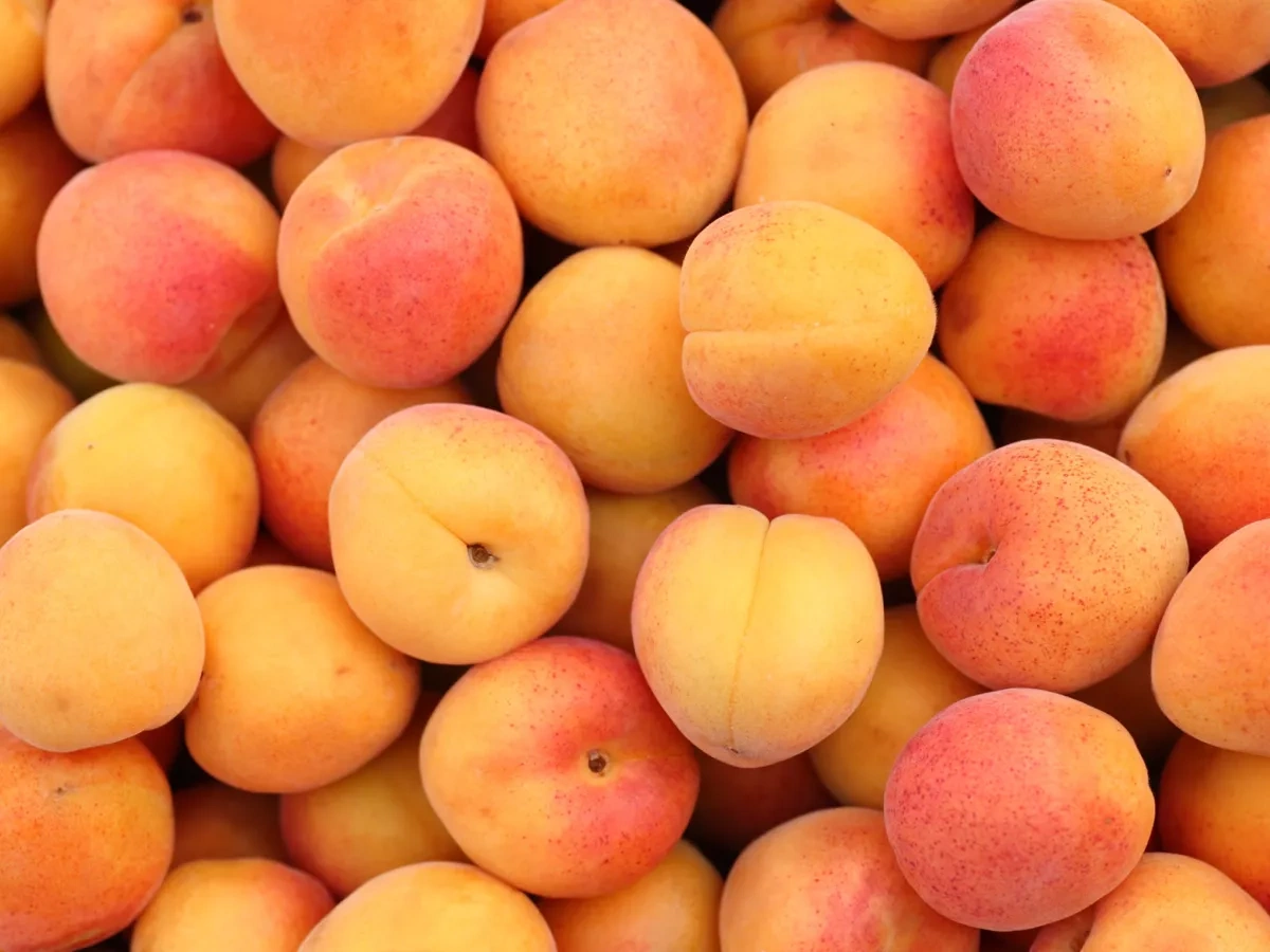 Armenian apricots reach Madrid wholesale market VIDEO
