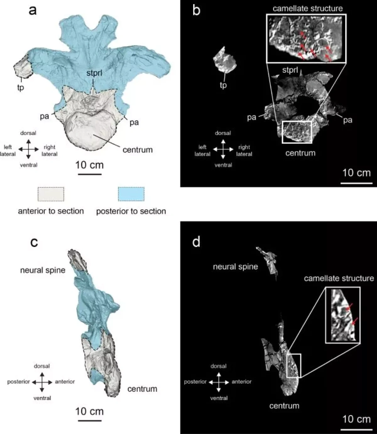 Single bone leads to discovery of brand new dinosaur species in Thailand