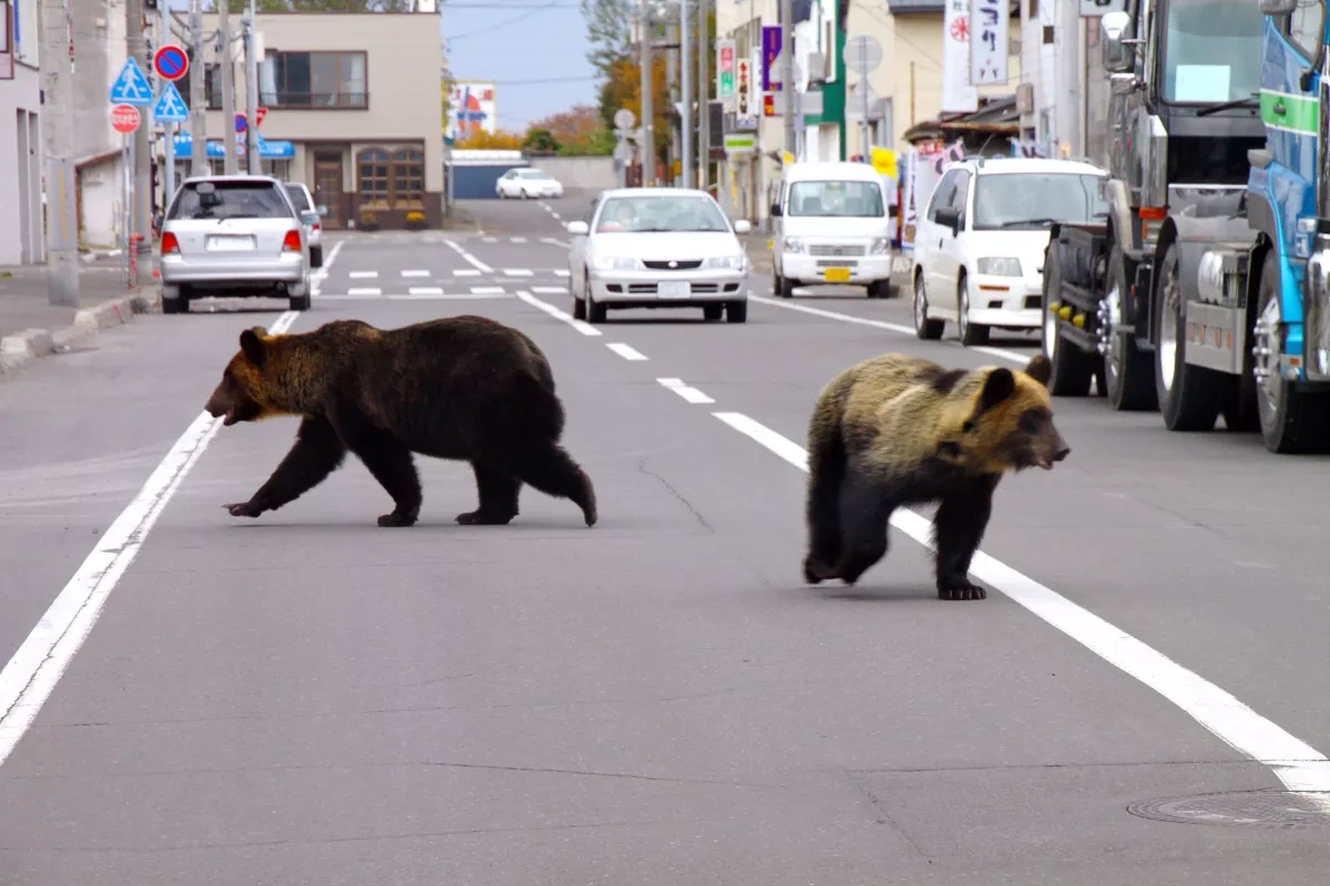Bear sightings force mass school closures as Japan grapples with rising problem VIDEO