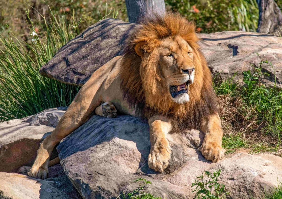 Three lions die at Japanese zoo amid extreme heat