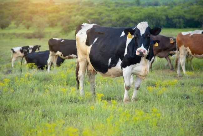 Azerbaijan set to organize animal markets as stock exchanges