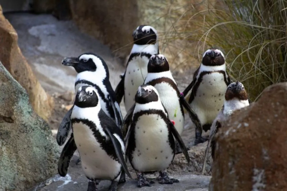 African penguins face extinction within decade Here’s why
