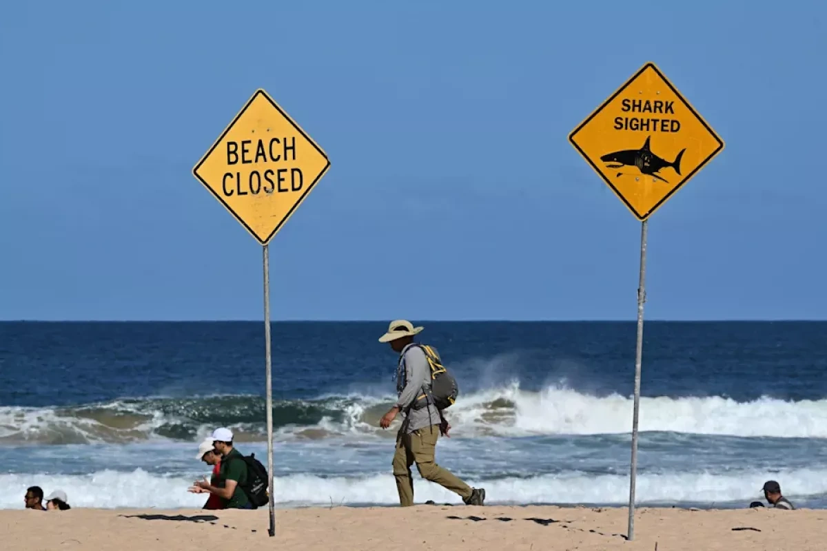 Multiple shark attacks in Australia reignite debate over controversial prevention measures