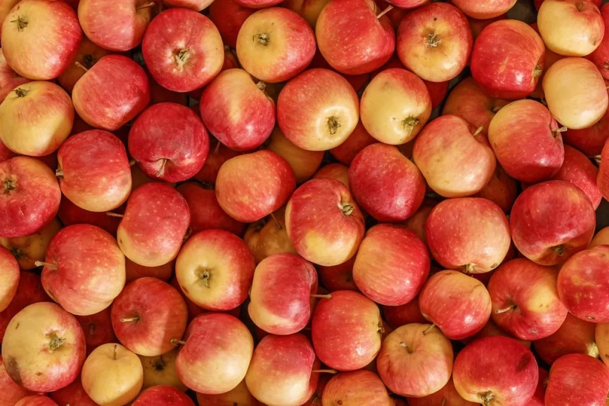 Azerbaijan exports apples to Kyrgyzstan, Spain after 16 years