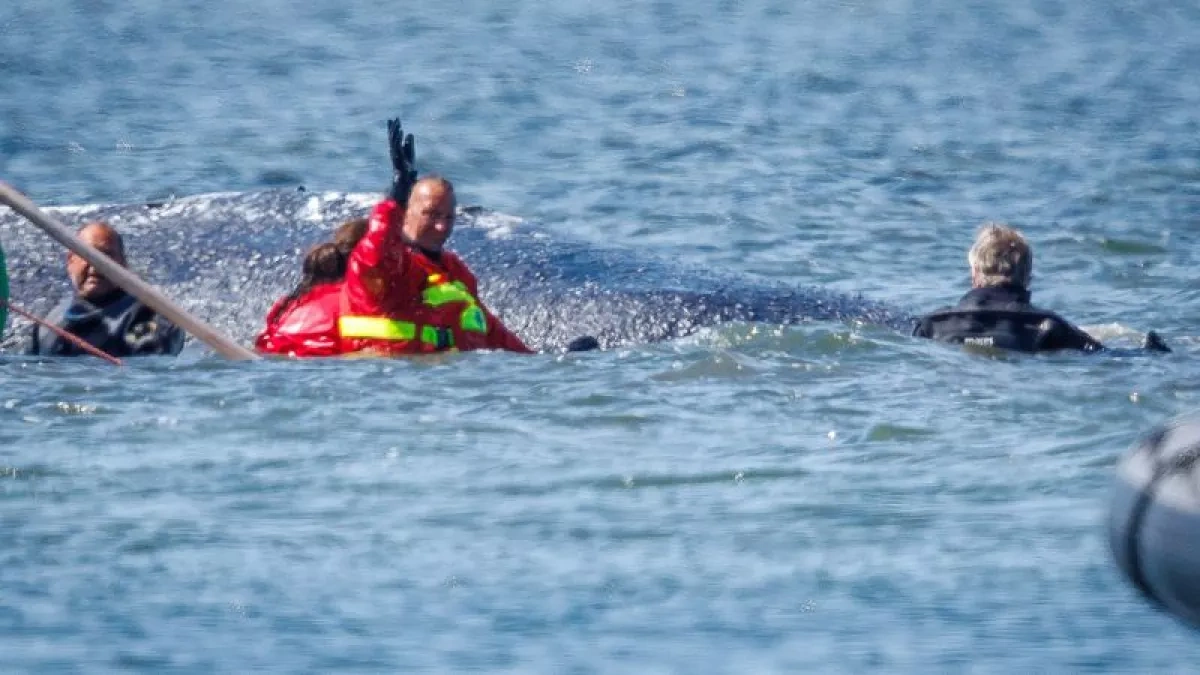 Rescuers move stranded humpback whale onto transport barge in Baltic Sea operation