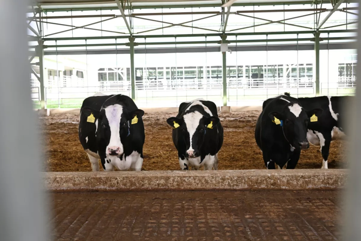 Azerbaijani president attends opening of “Shirvan Agro” livestock complex in Shamakhi PHOTO
