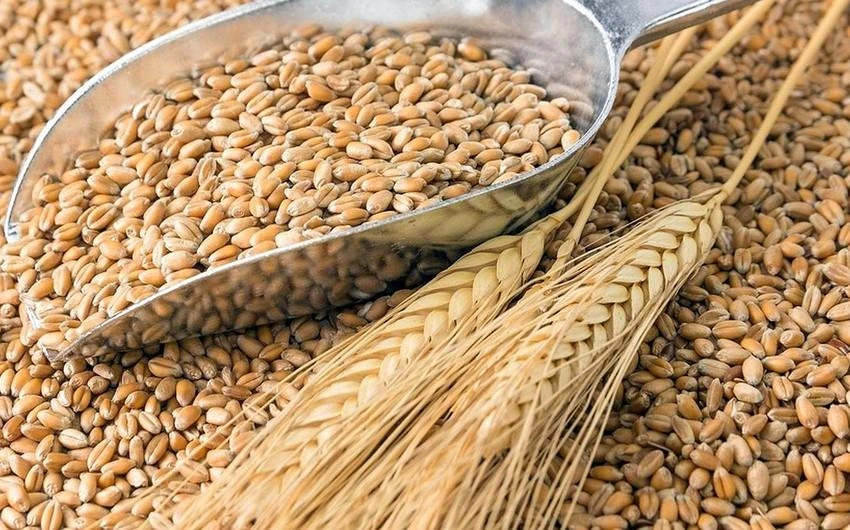 Number of countries buying Russian wheat falls from 43 to 16