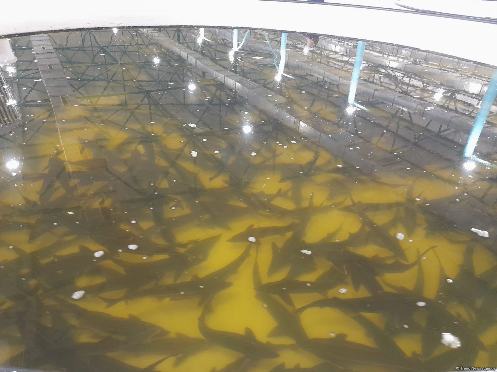 Azerbaijan to provide preferential loans to fishing enterprises - decree