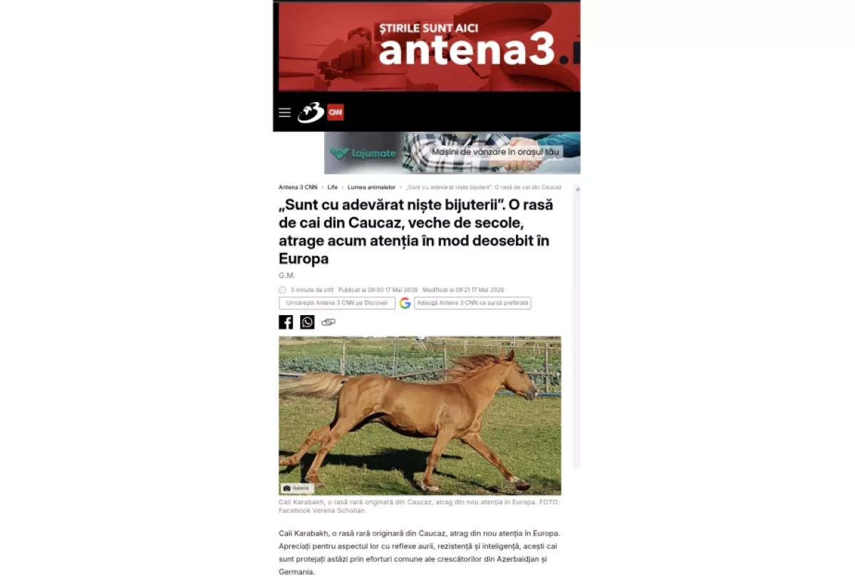 Europe shows growing interest in Azerbaijan’s Karabakh horse breed