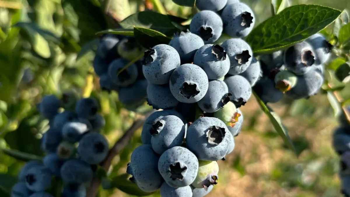 Georgia exported more than 90% of its blueberry crop to Russia