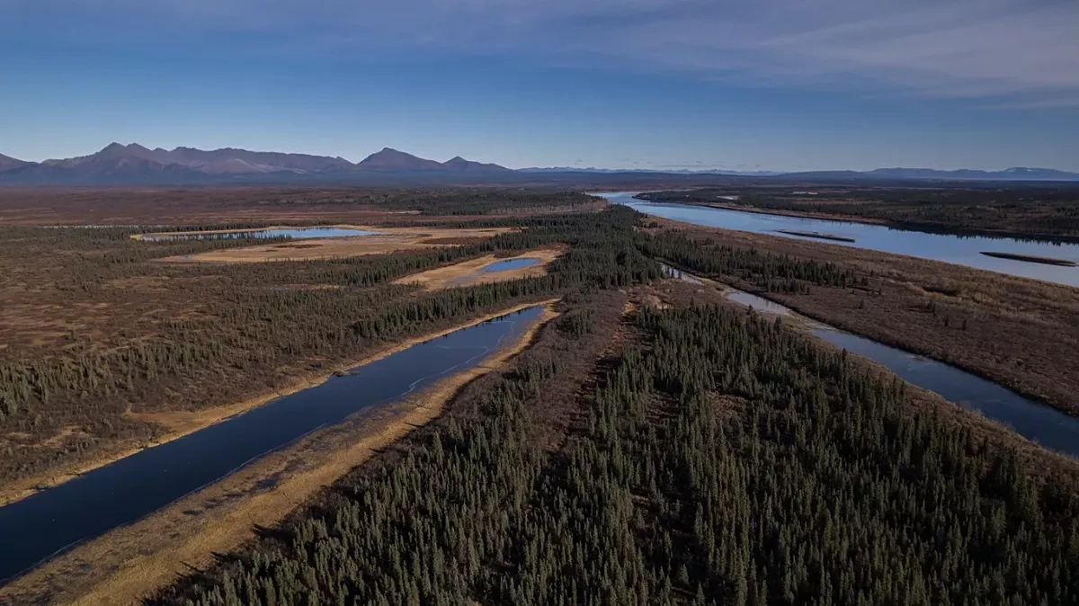 "Mini jungle": Alaska’s tundra grows taller and greener as temperatures rise
